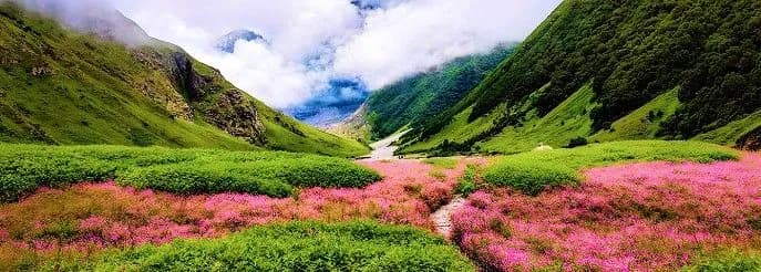Why Visit valley of flowers in may